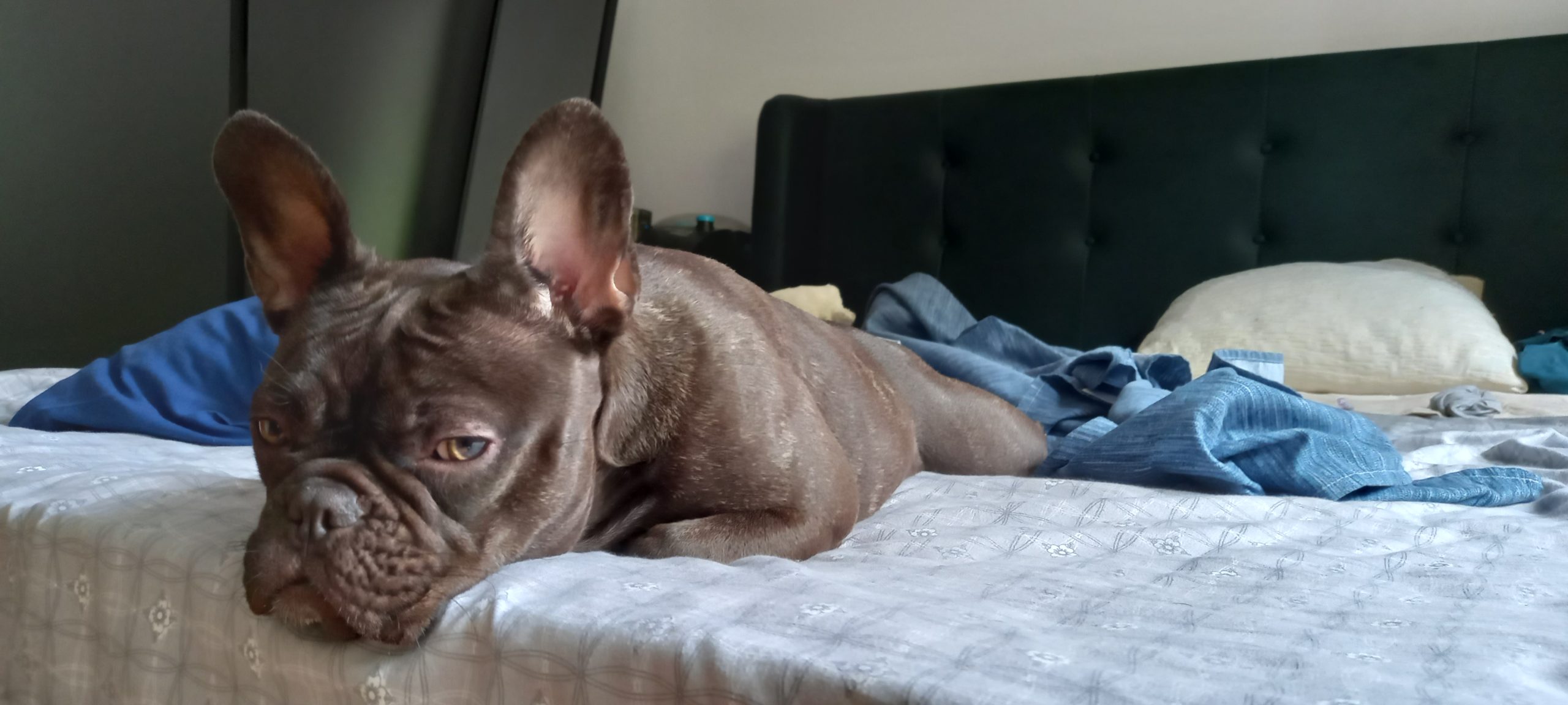 Хотел и грижа за миленици