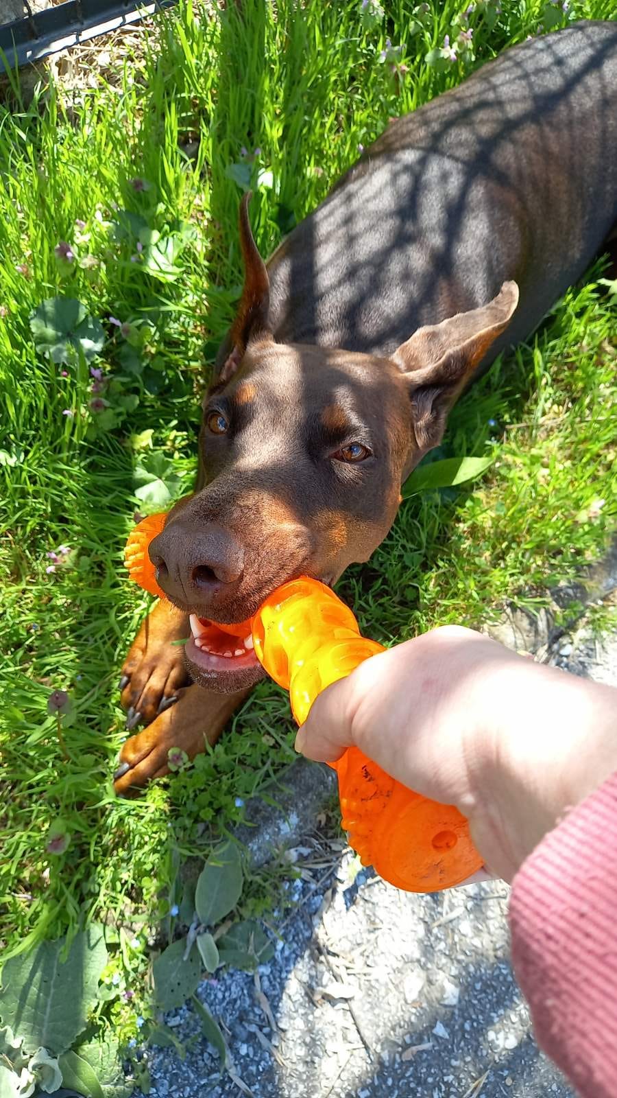 Хотел и грижа за миленици