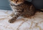 елитно легло на scottish fold