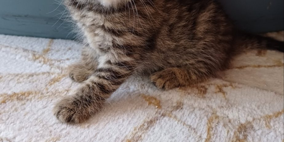 елитно легло на scottish fold