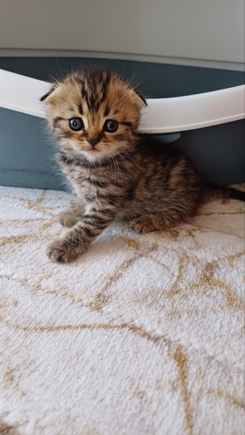елитно легло на scottish fold