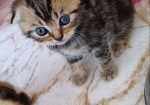 елитно легло на scottish fold