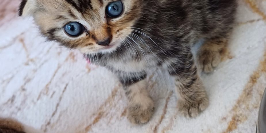 елитно легло на scottish fold