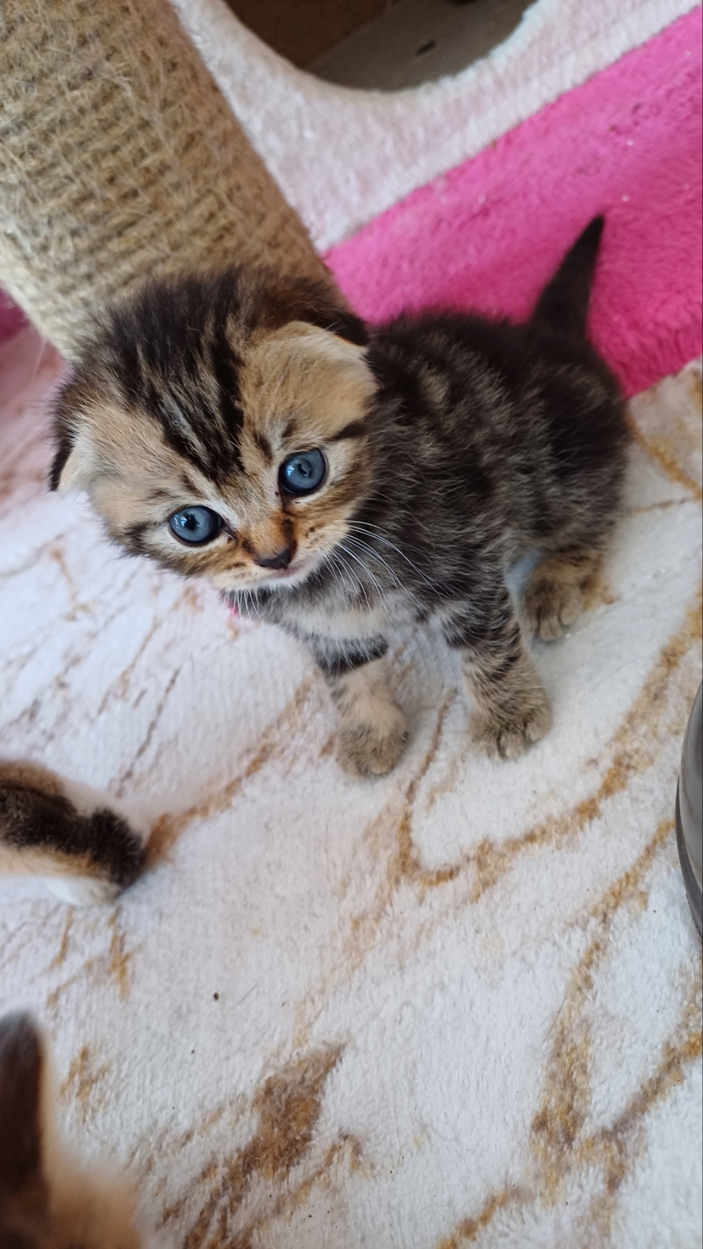 елитно легло на scottish fold