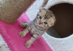елитно легло на scottish fold