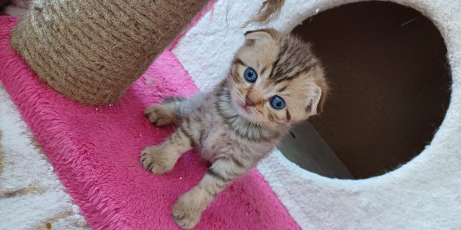 елитно легло на scottish fold