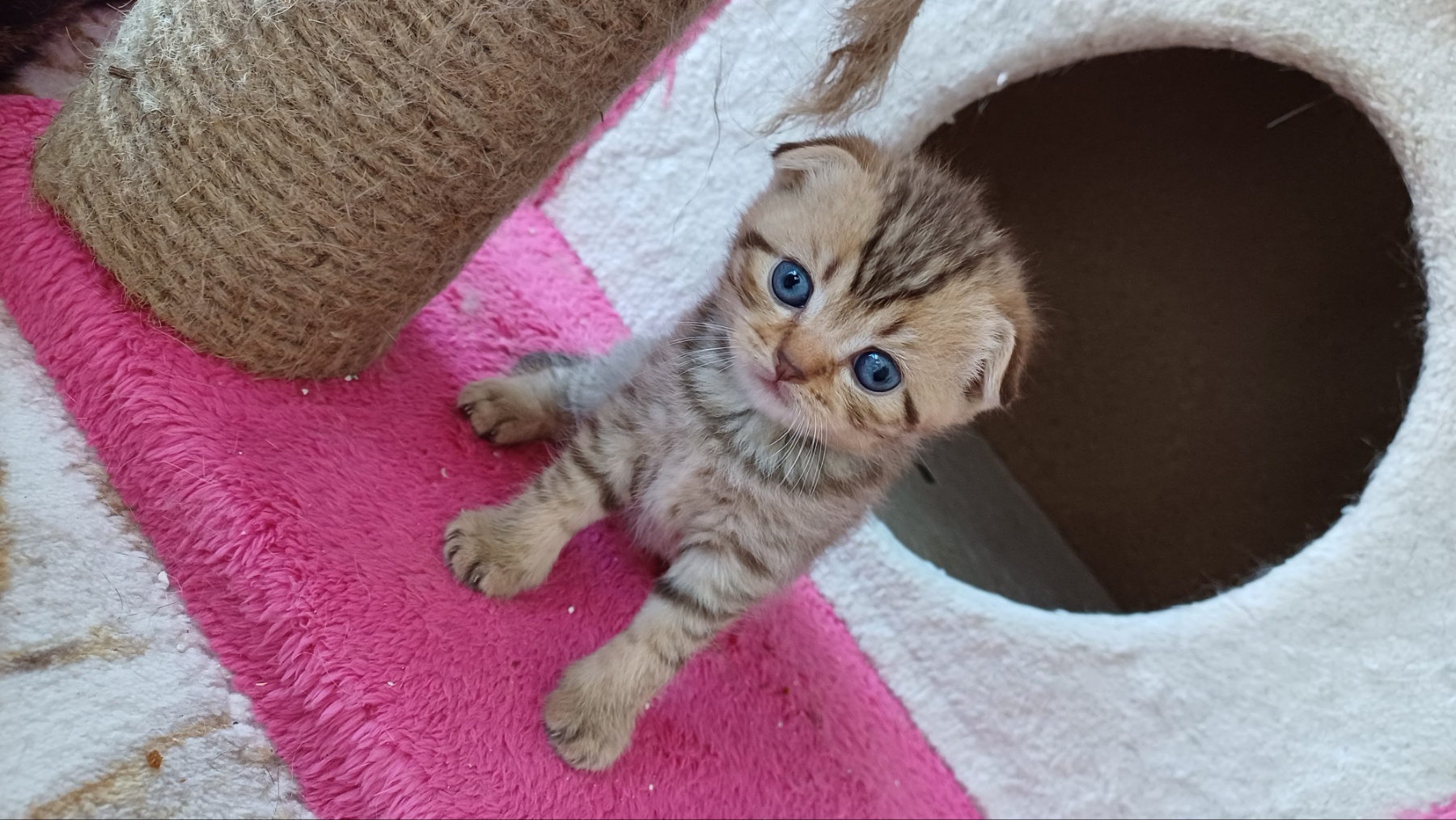 елитно легло на scottish fold