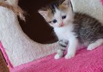 елитно легло на scottish fold