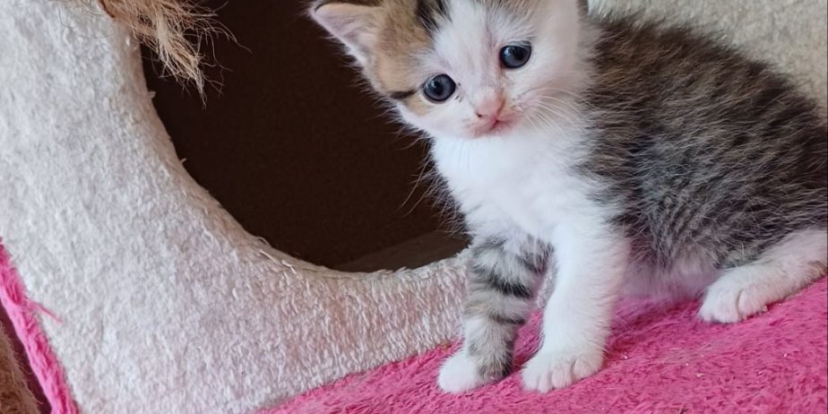 елитно легло на scottish fold