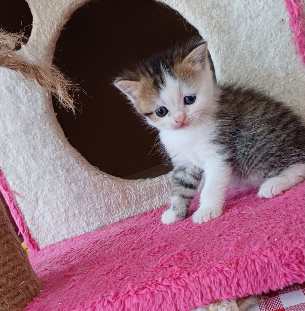елитно легло на scottish fold