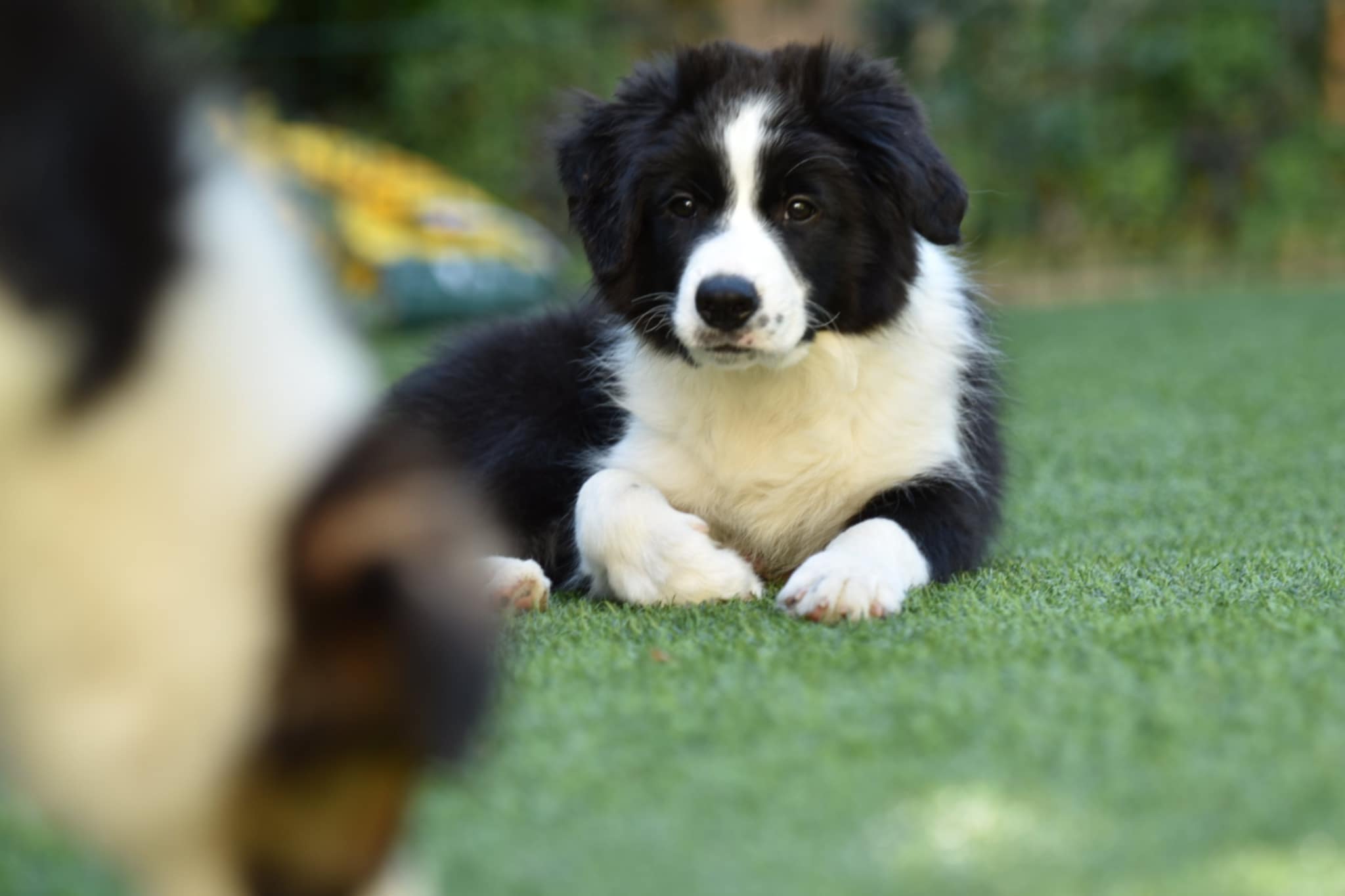 Border Collie