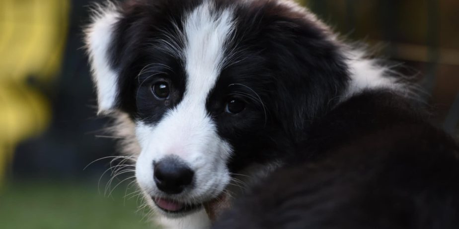 Border Collie