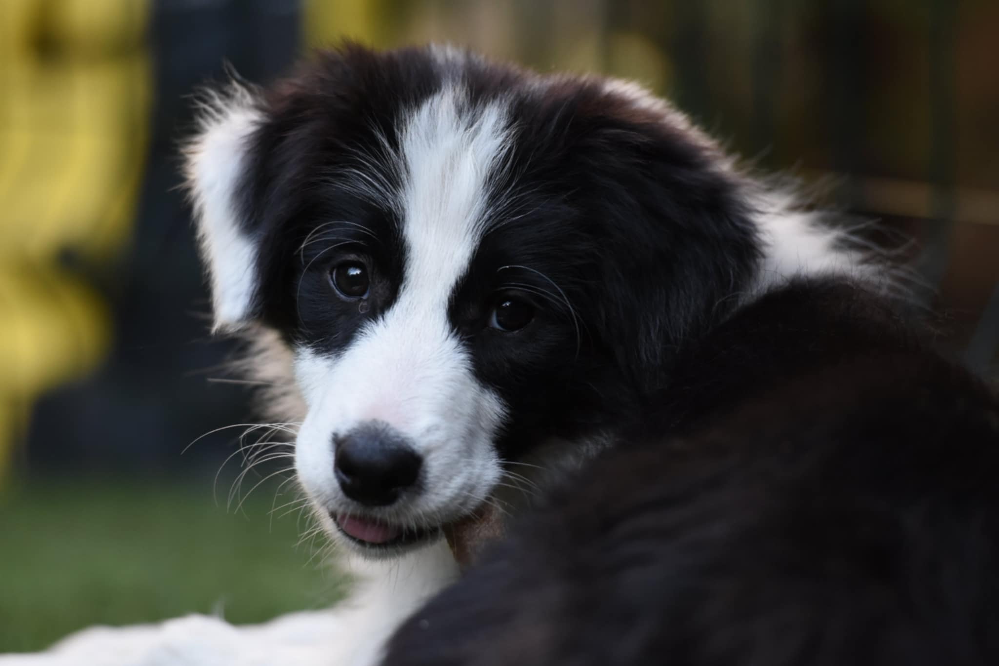 Border Collie