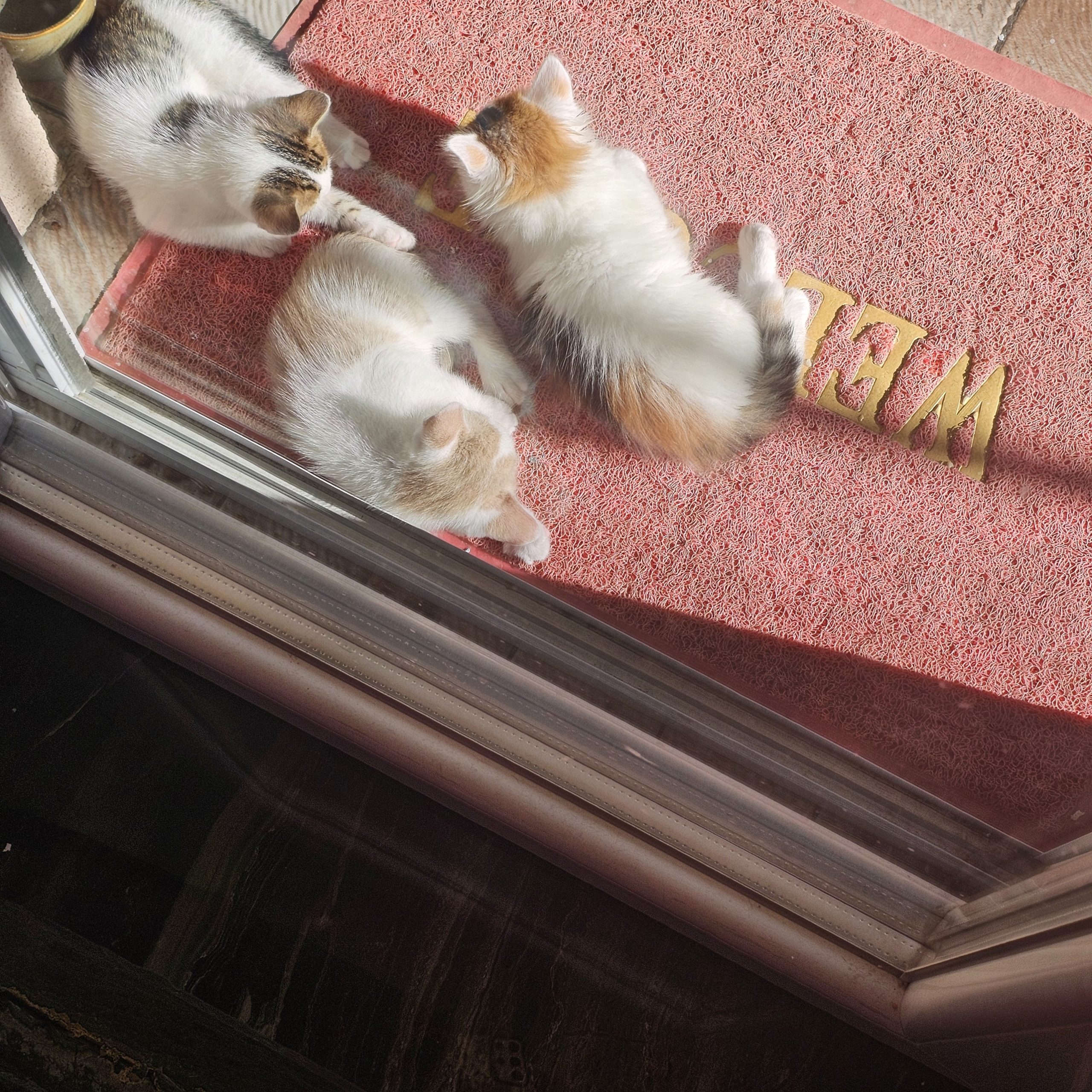 Палавковци