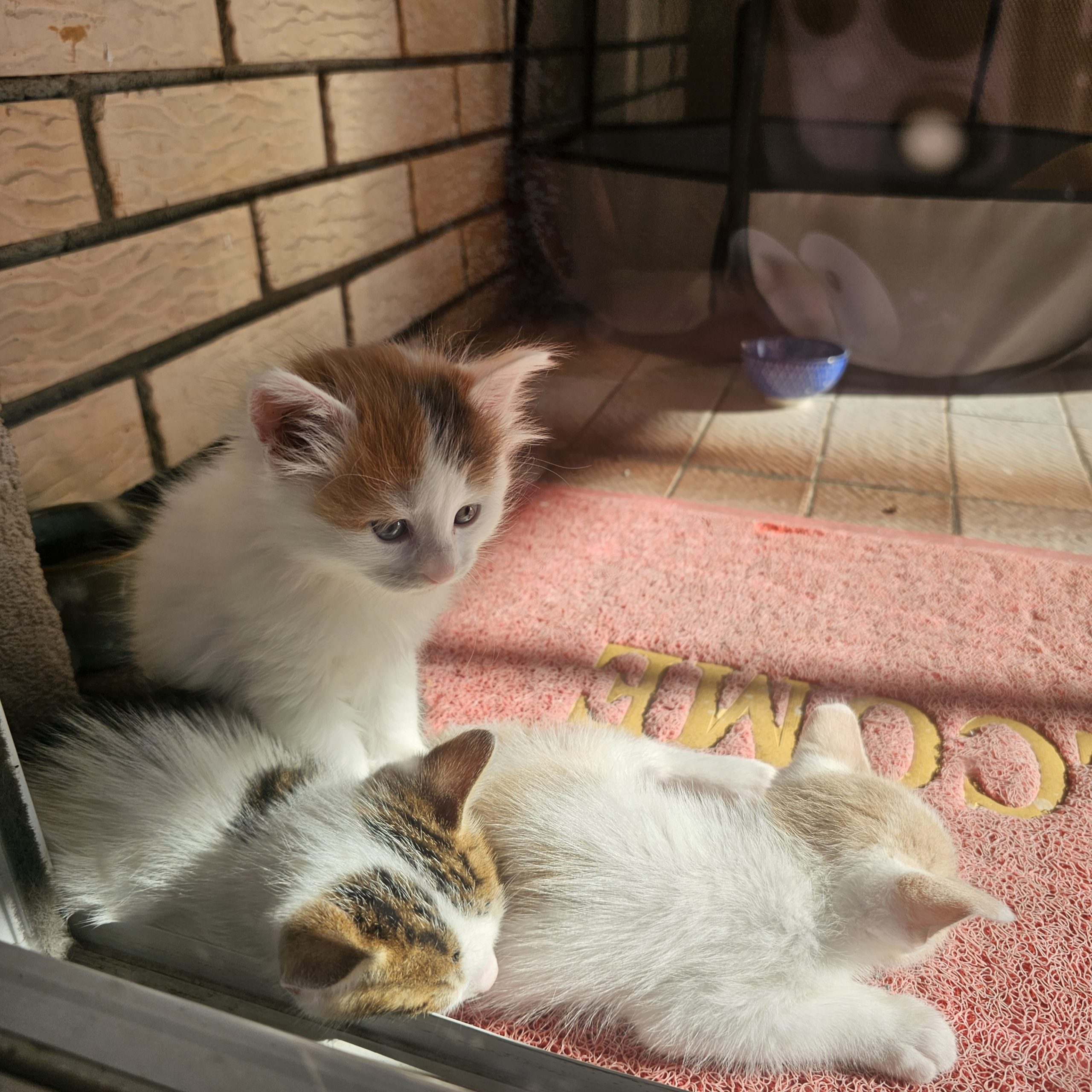 Палавковци