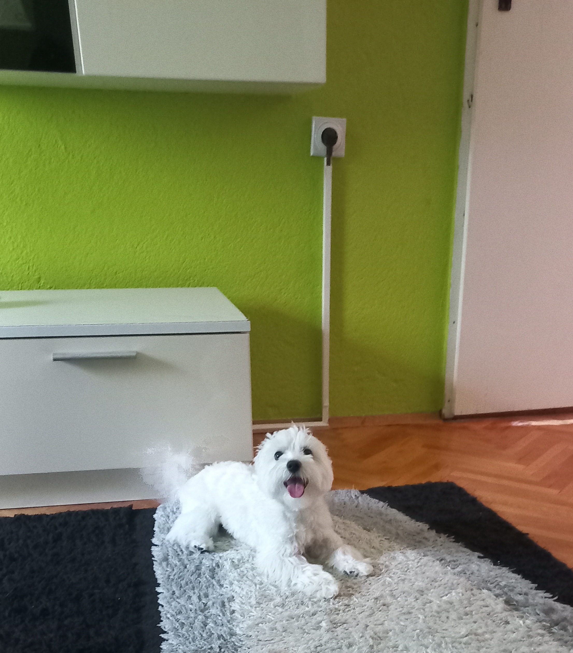 Се продава малтезер