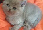 British Cat