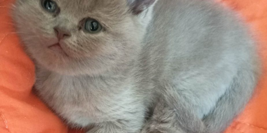 British Cat
