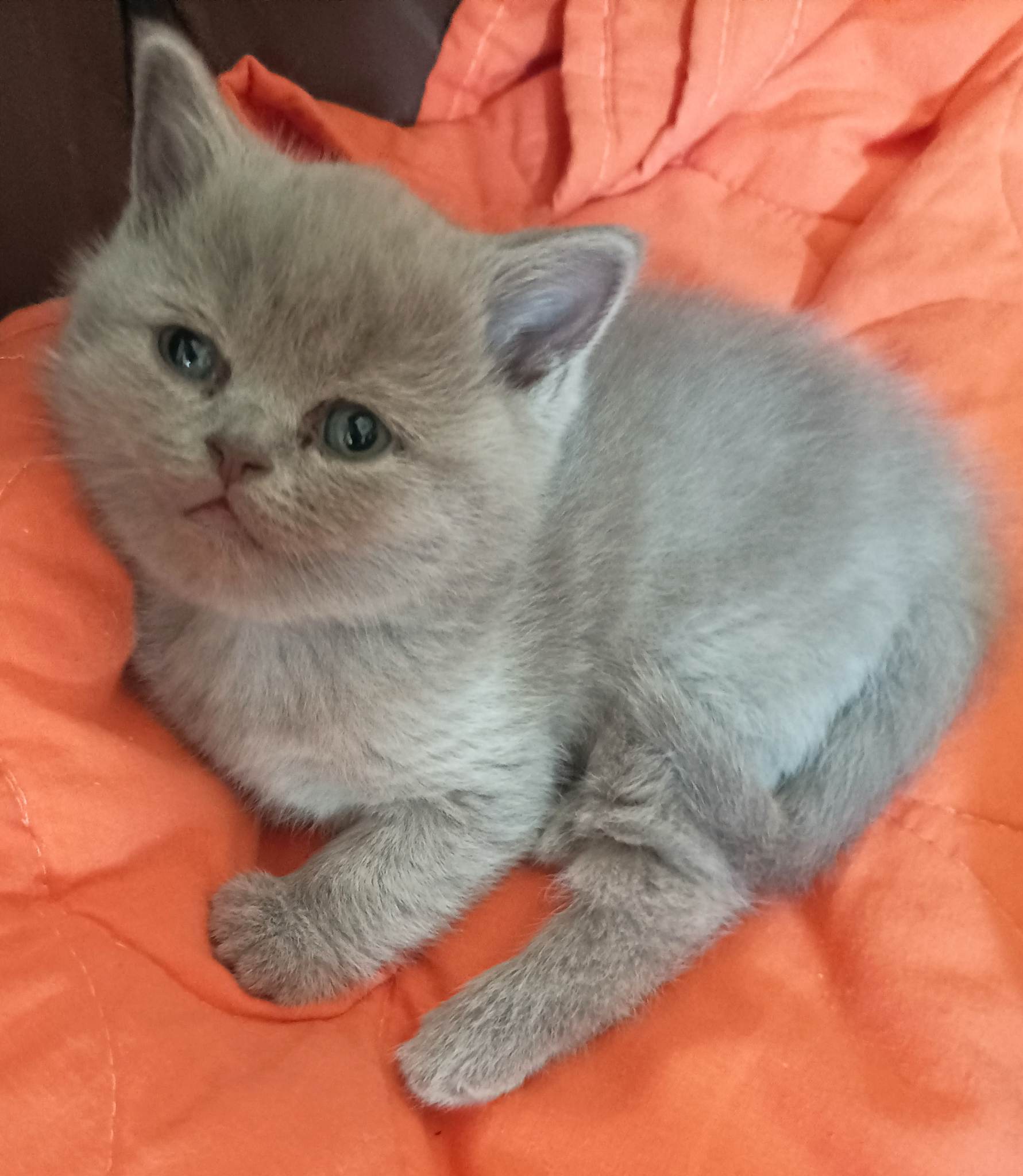 British Cat