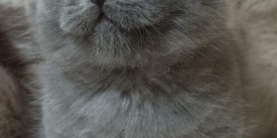 British Cat