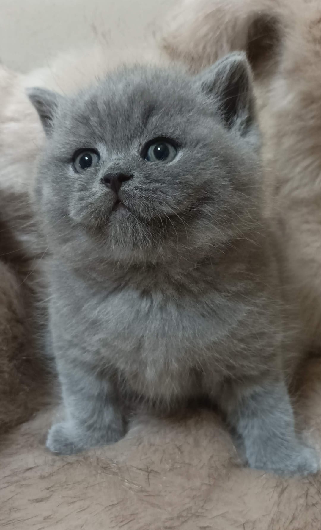 British Cat