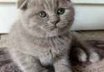 British Cat