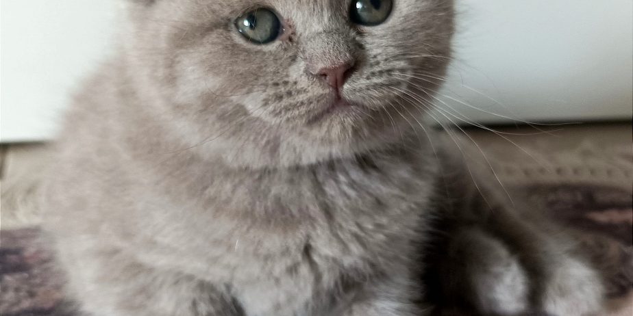 British Cat
