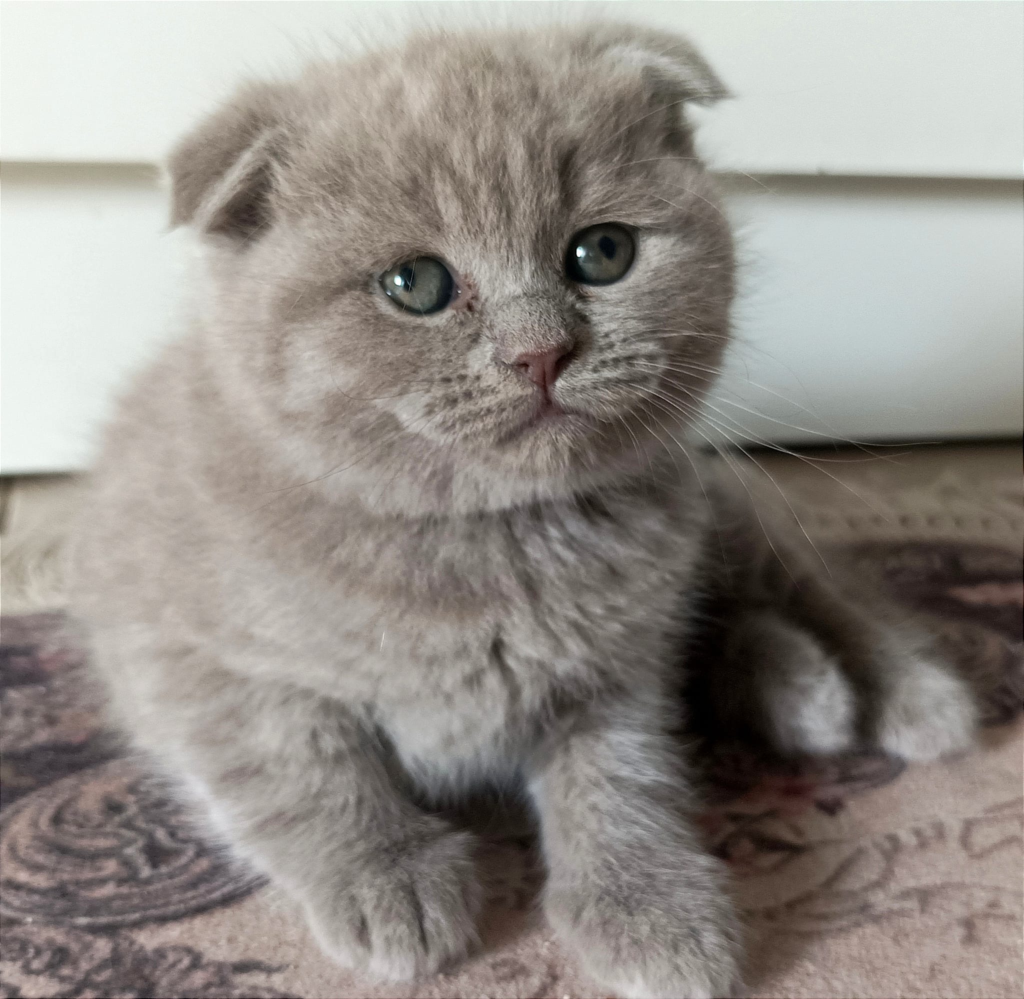 British Cat