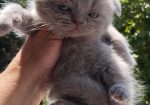 British Cat