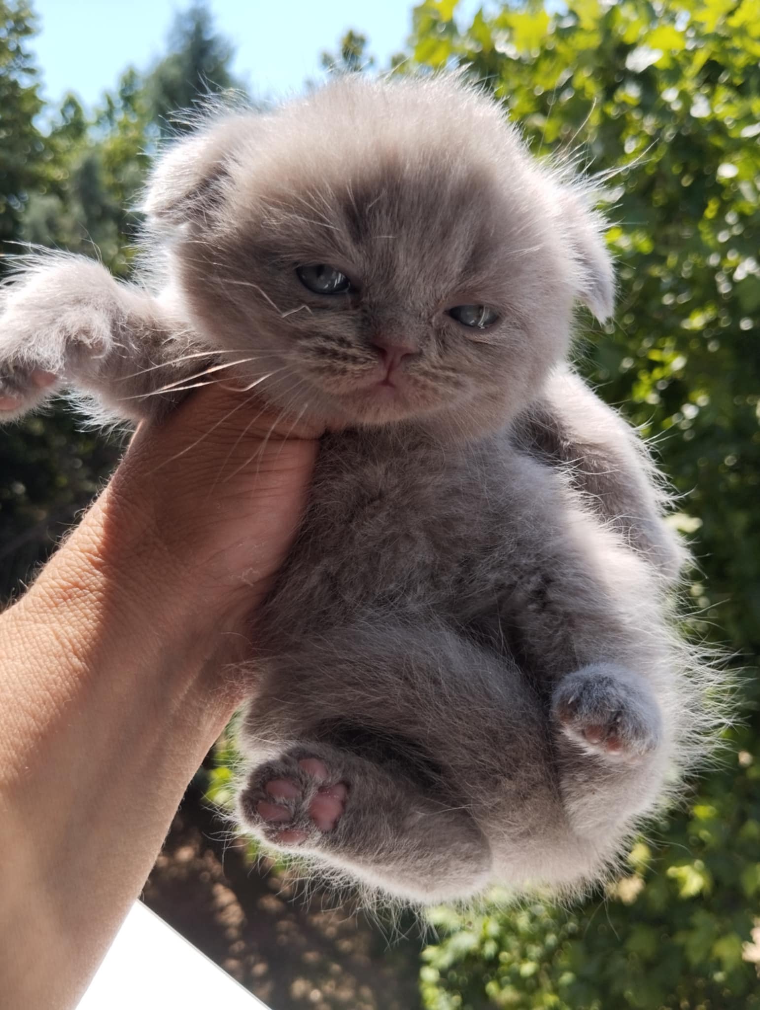 British Cat