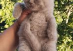 British Cat