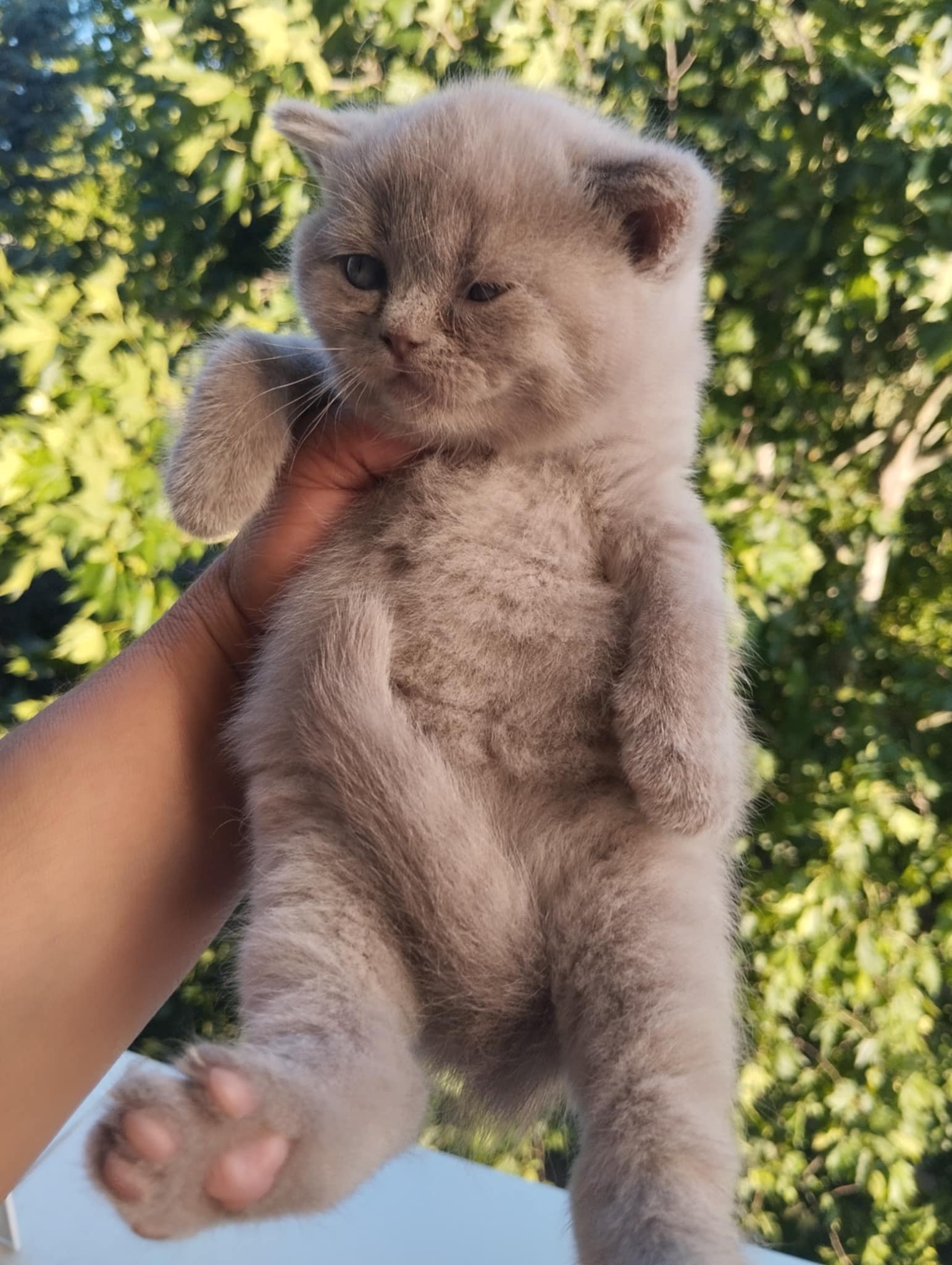 British Cat