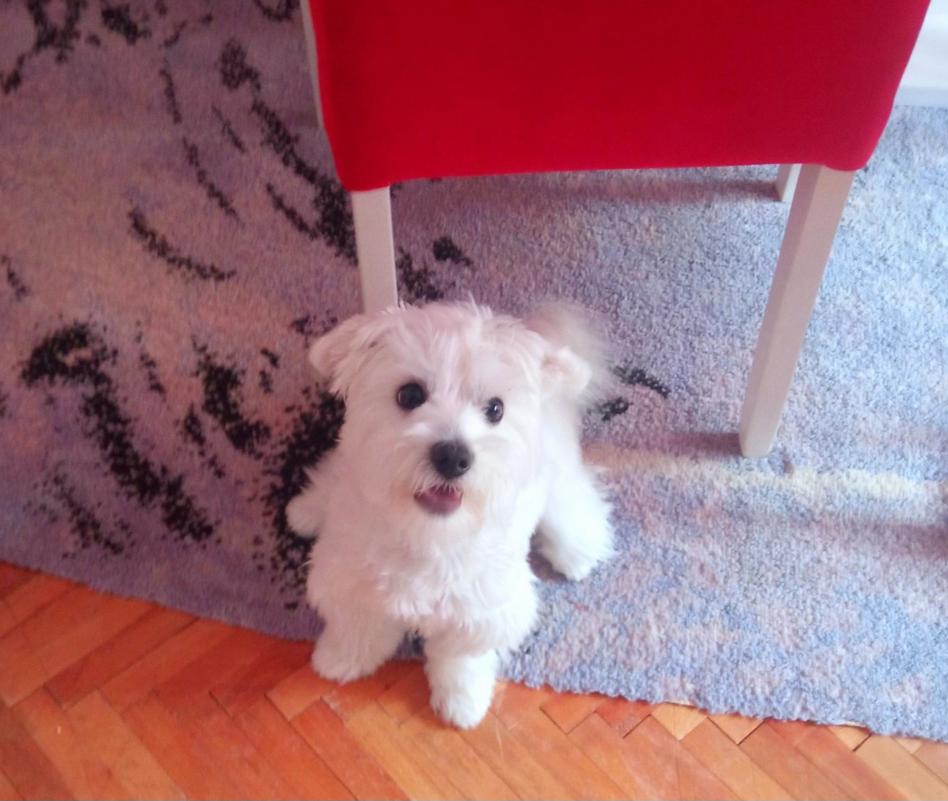 Се продава малтезер