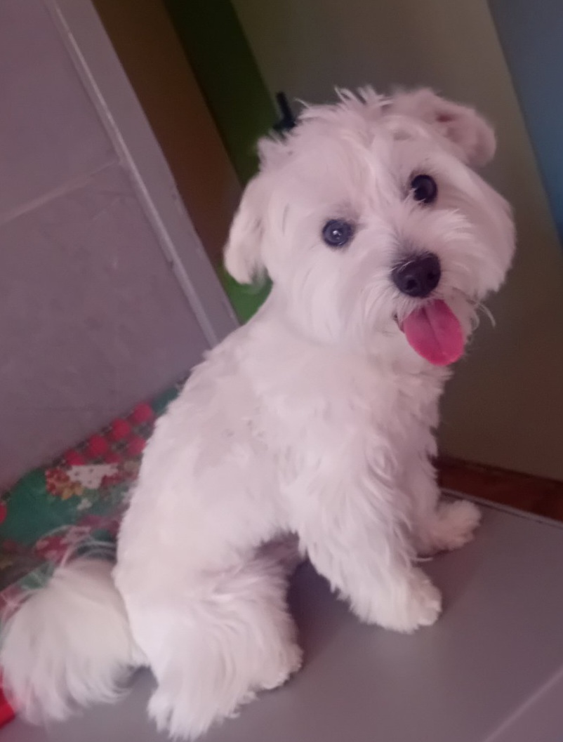 Се продава малтезер