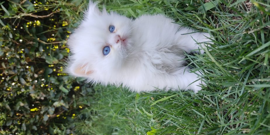 British longhair
