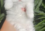 British longhair