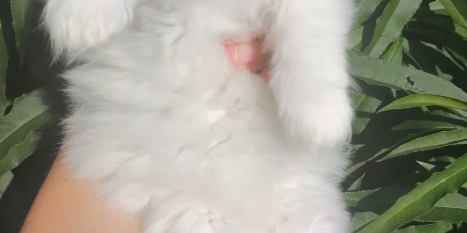 British longhair