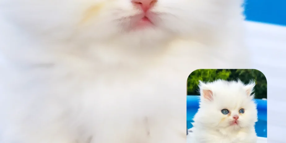 British longhair