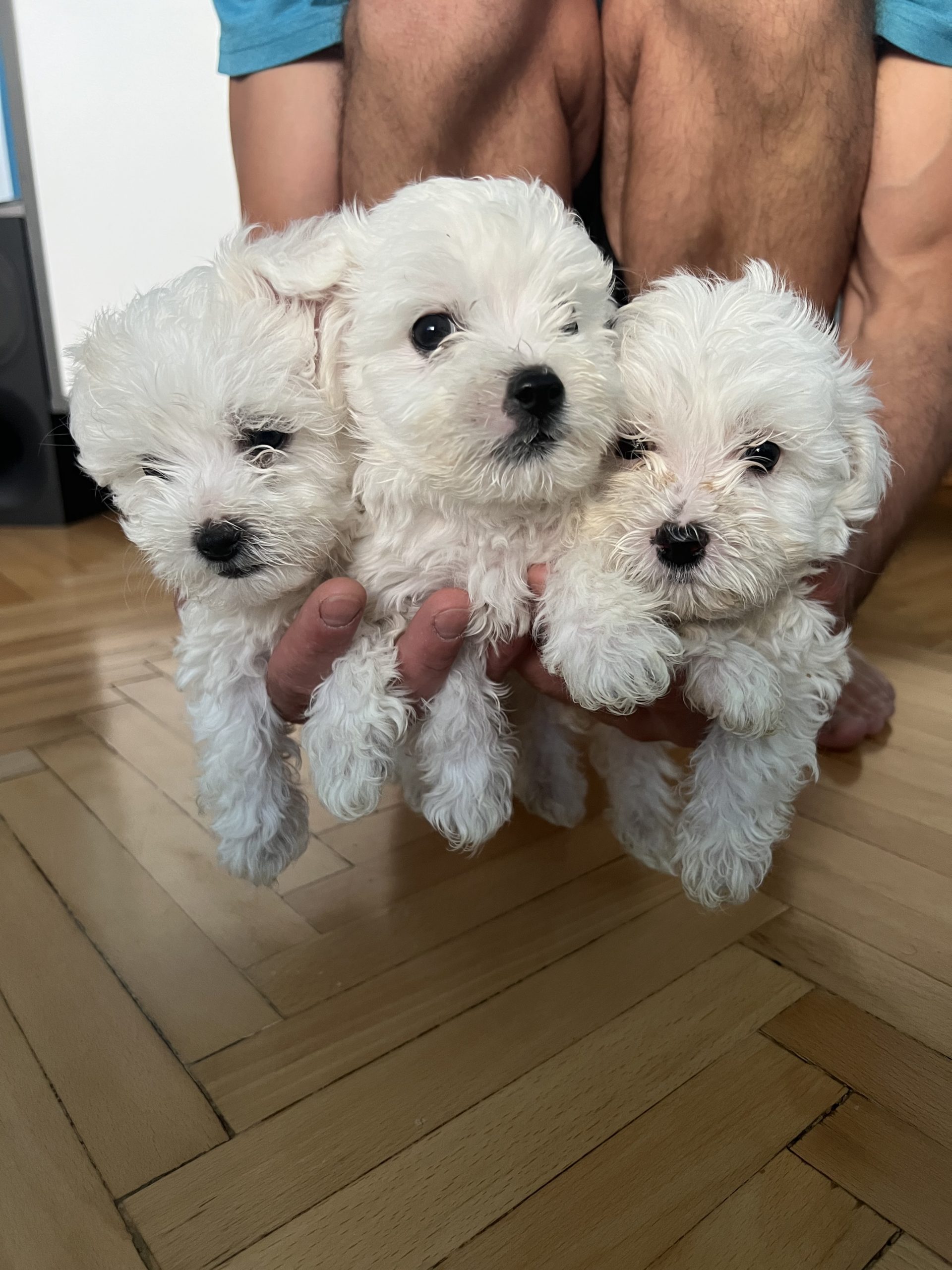 Maltezeri na prodazba