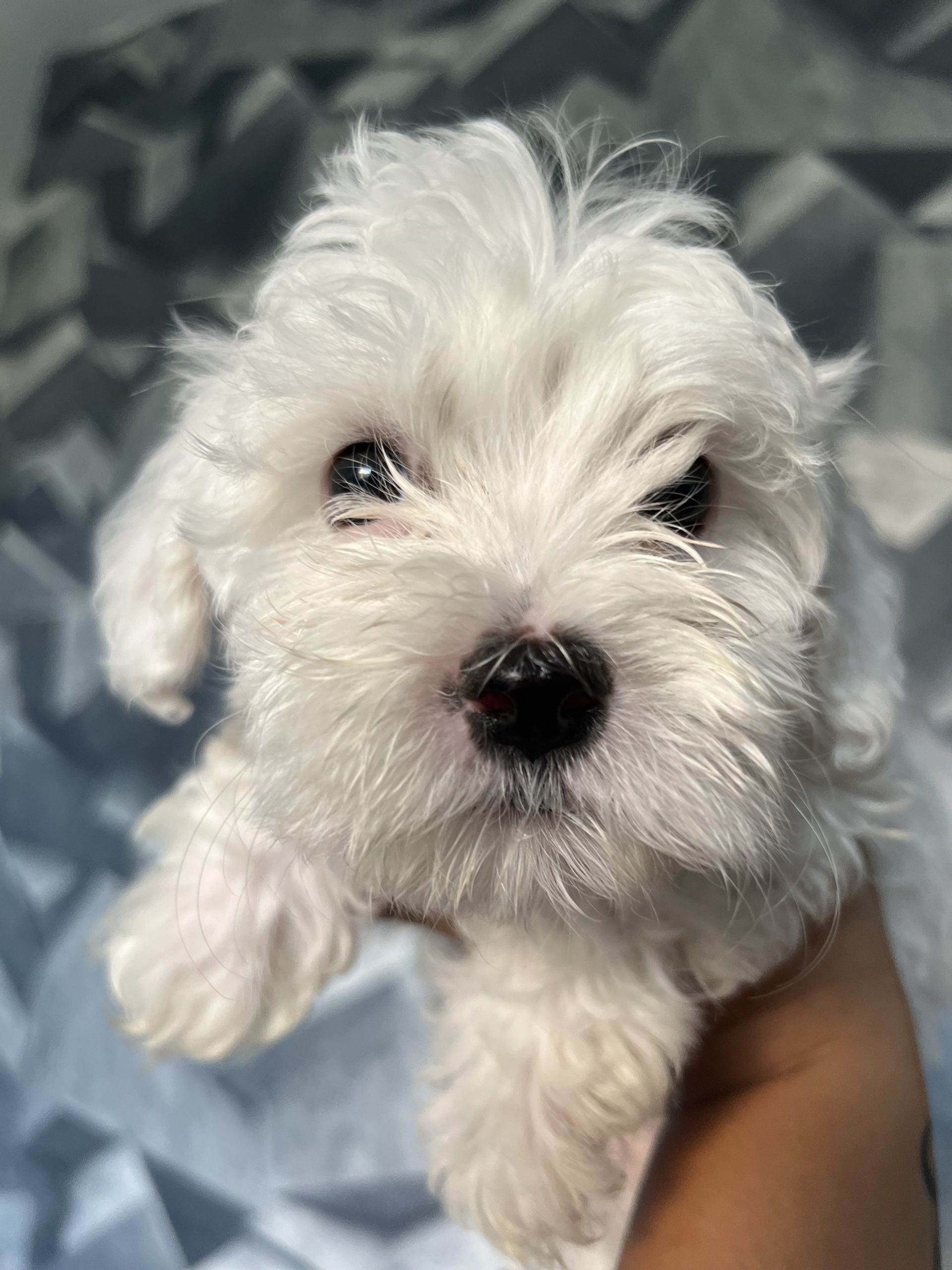 Maltezeri na prodazba