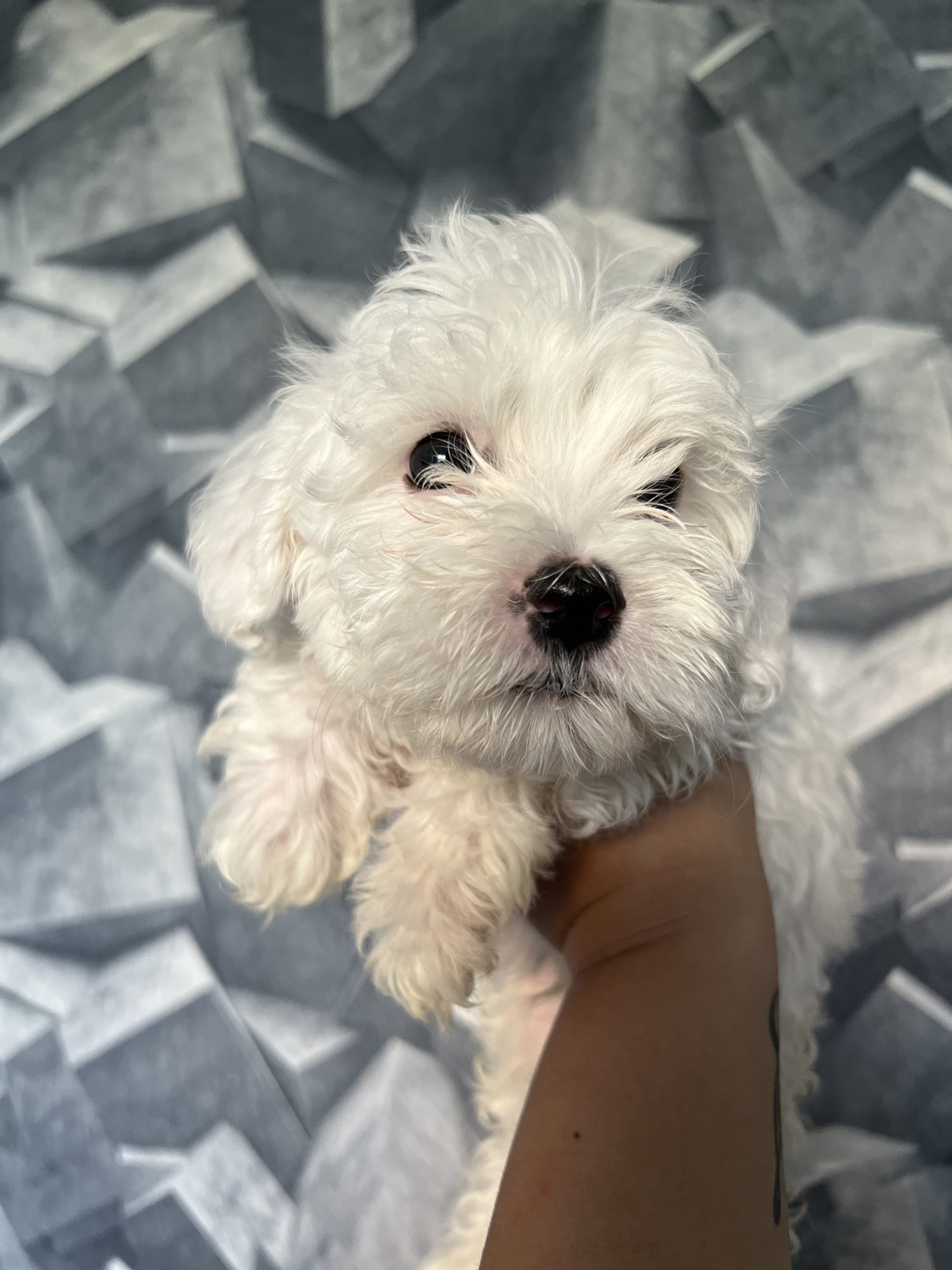 Maltezeri na prodazba