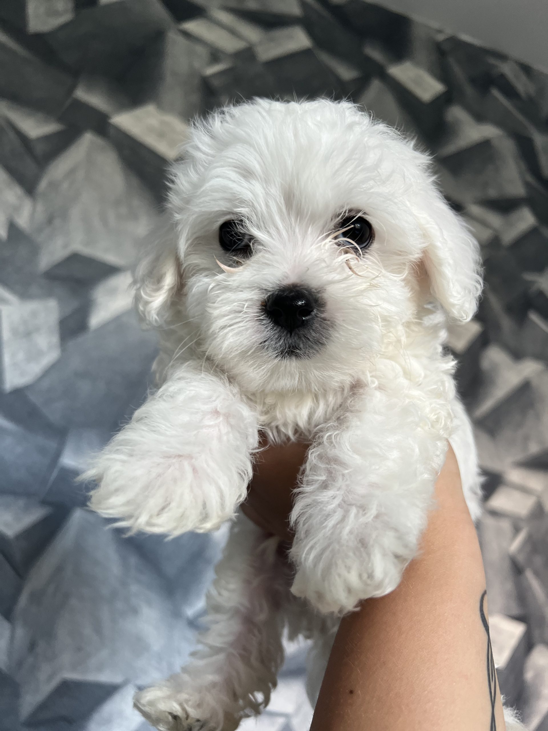 Maltezeri na prodazba