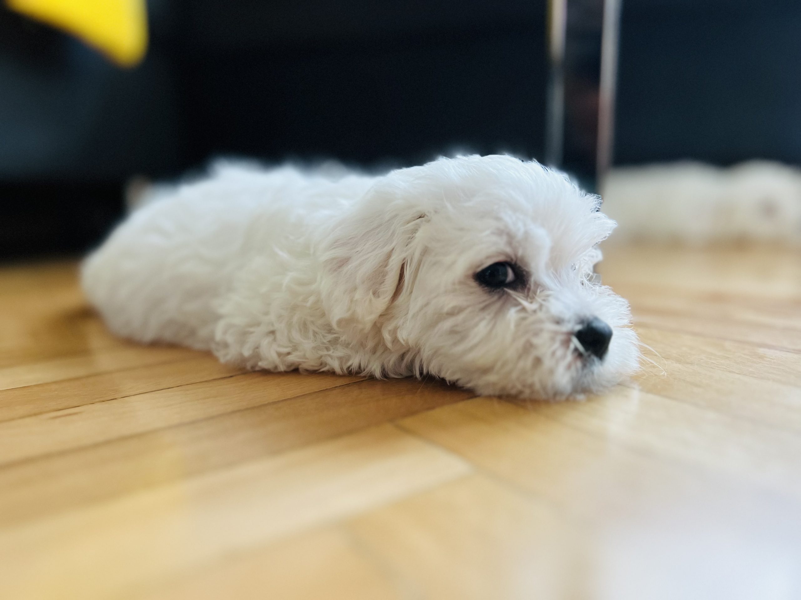 Maltezeri na prodazba