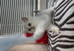 British shorthair мачиња од прекрасно легло!