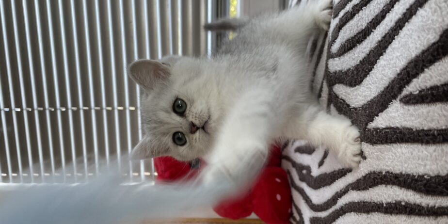 British shorthair мачиња од прекрасно легло!