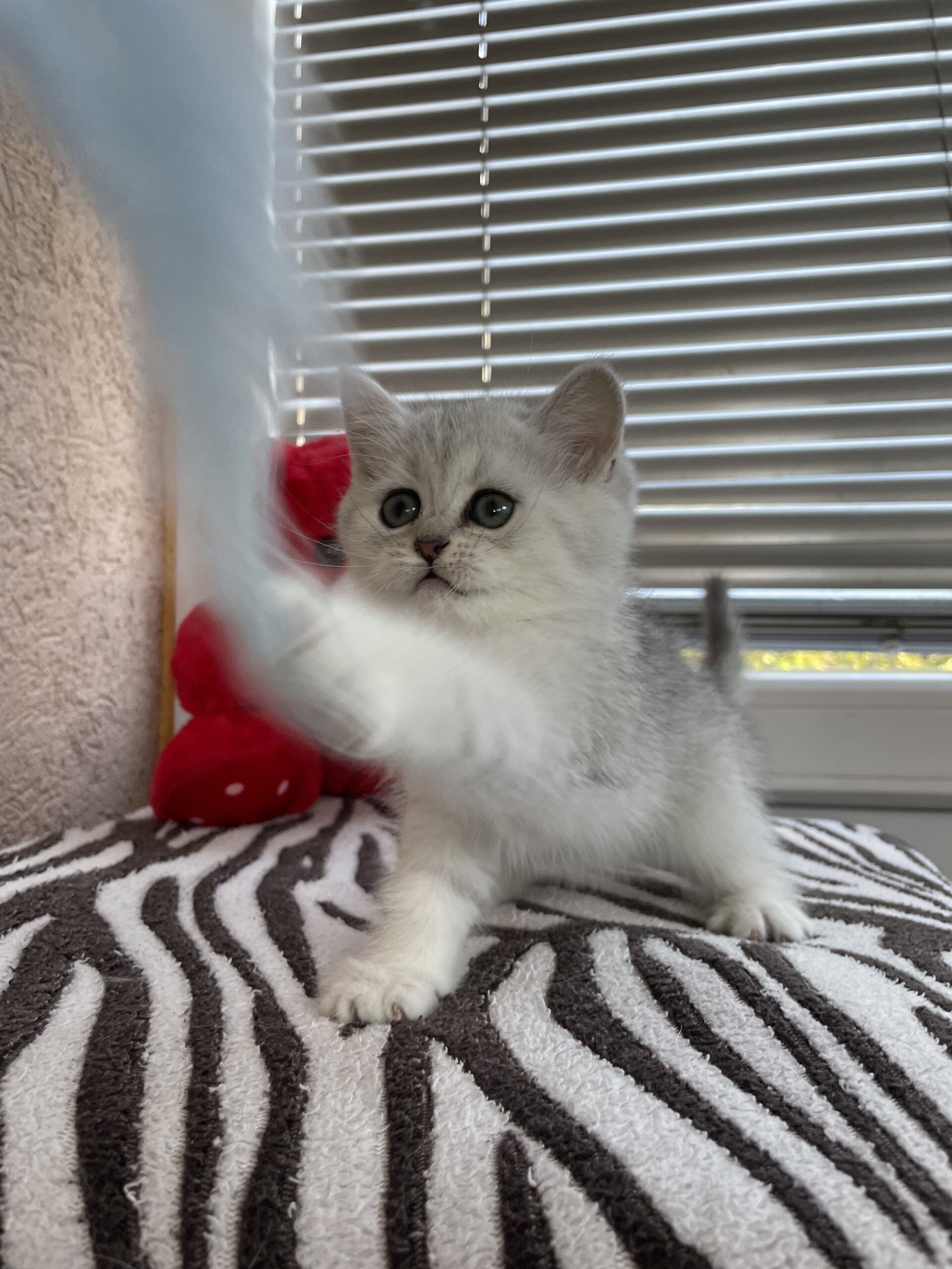 British shorthair мачиња од прекрасно легло!