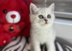 British shorthair мачиња од прекрасно легло!