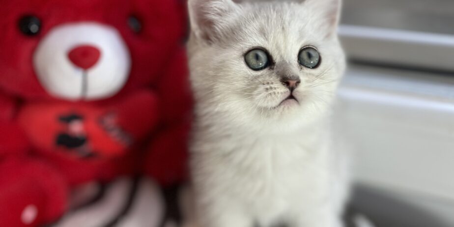 British shorthair мачиња од прекрасно легло!