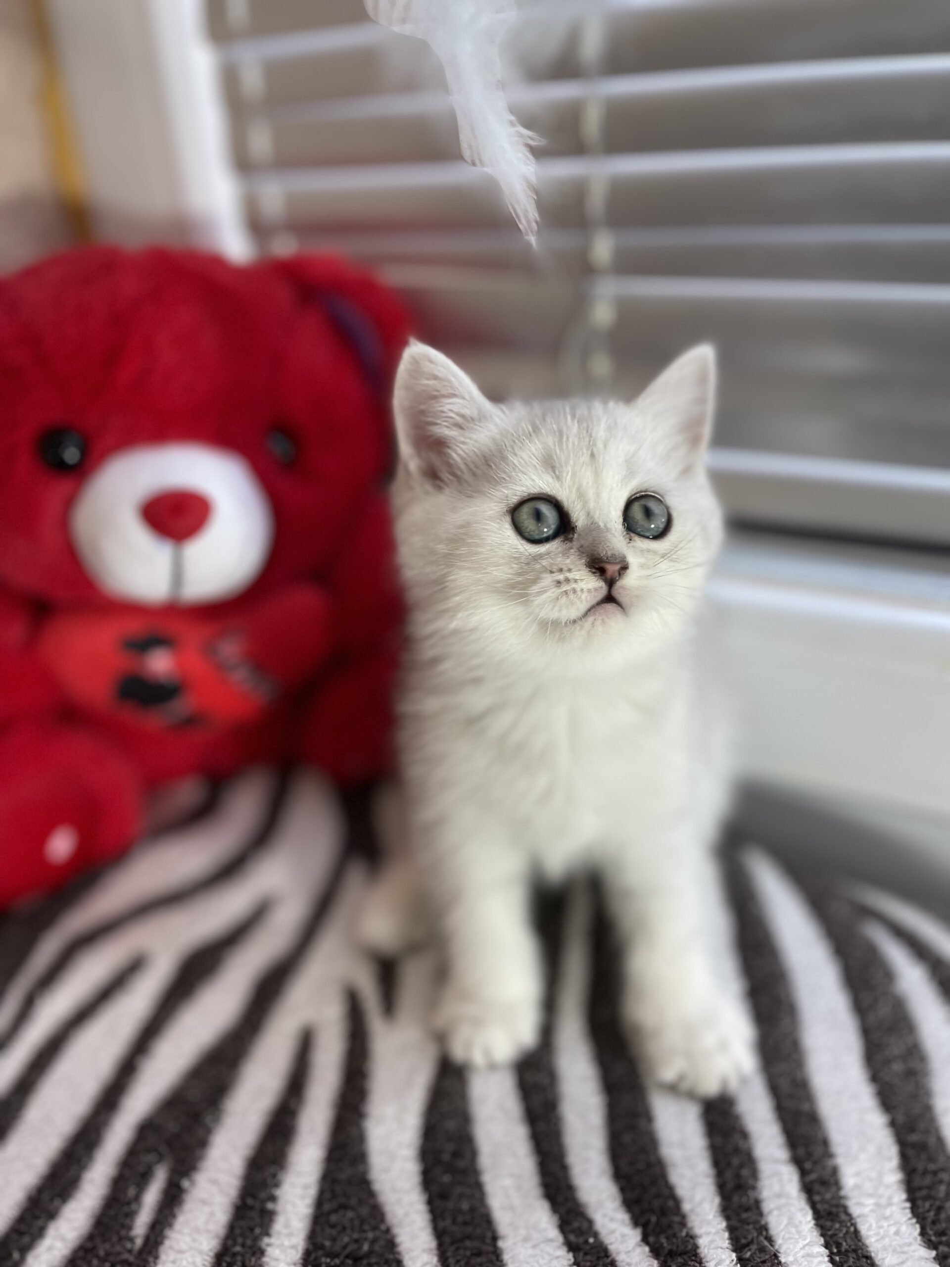 British shorthair мачиња од прекрасно легло!