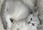 British shorthair мачиња од прекрасно легло!